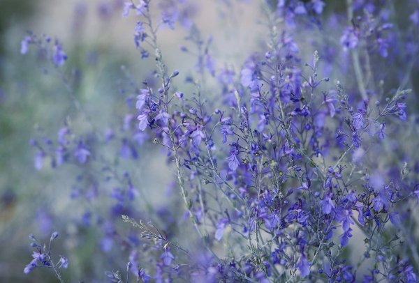 Синенькие полевые цветы