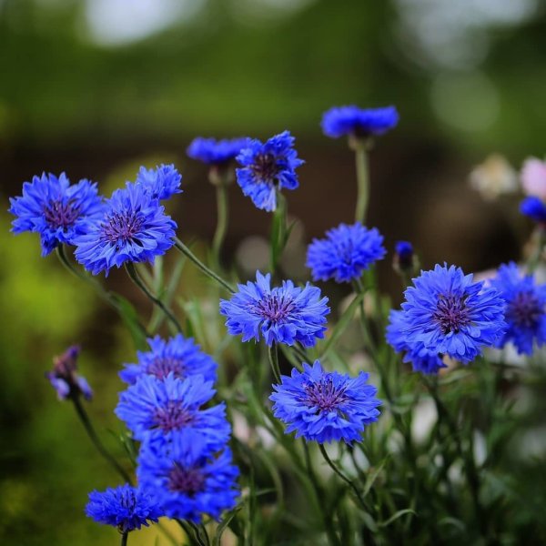 Василёк Блю бол