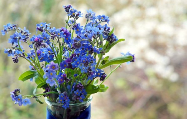 Синие цветы полевые незабудки