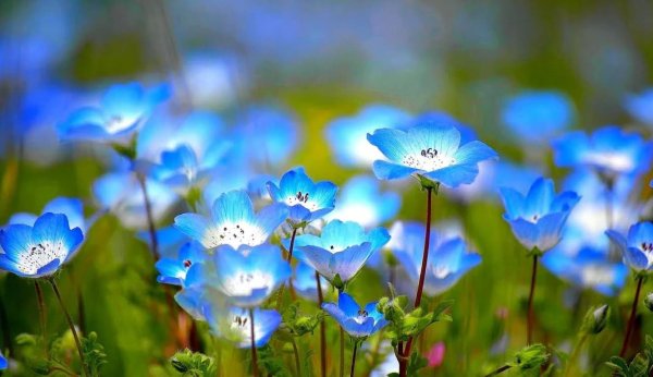 Синие полевые цветы