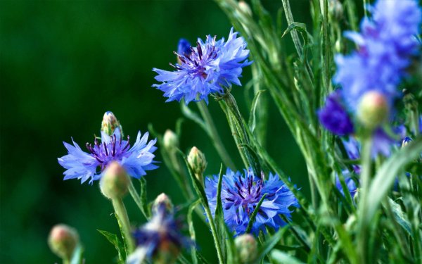 Колокольчик Шейхцера