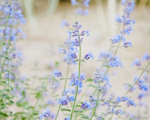 Василек синий Степной