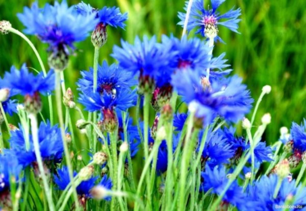 Василёк Луговой