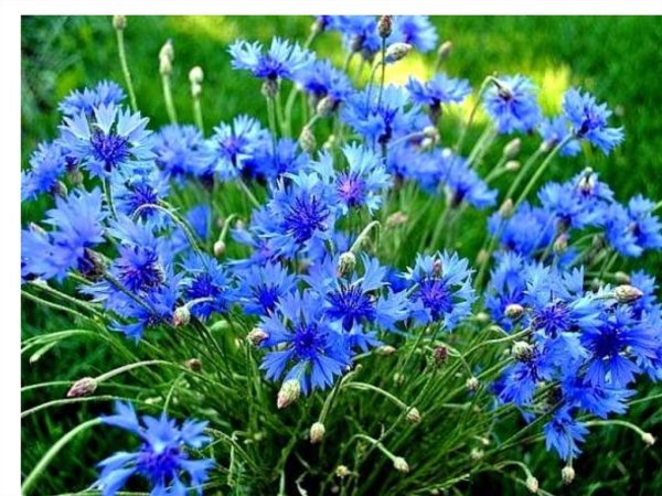 Незабудка Альпийская