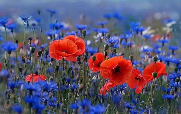 Васильки Поляна