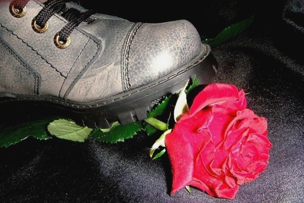 Растоптанная роза