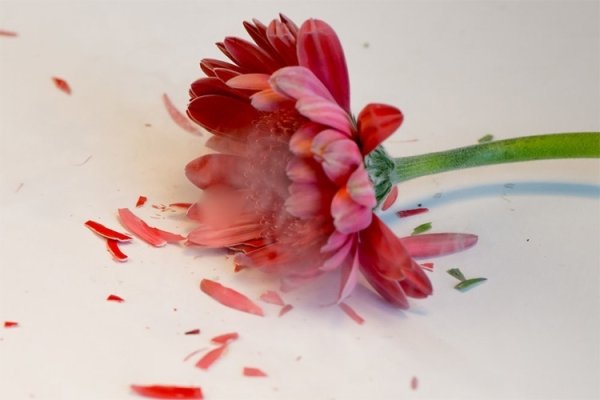 Сломанный цветок