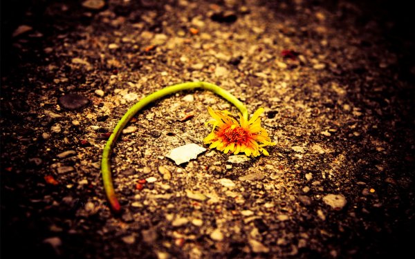 Сорванный цветок