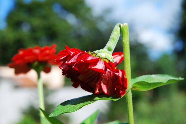 Срывать цветы