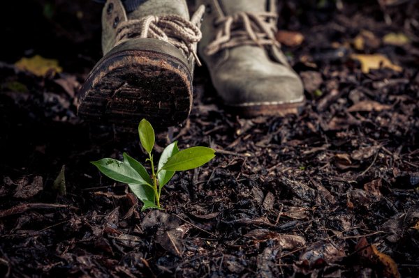 Топтать цветы