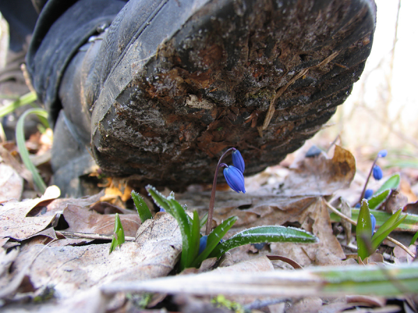 Раздавленный цветок