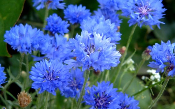 Нежно голубые цветы