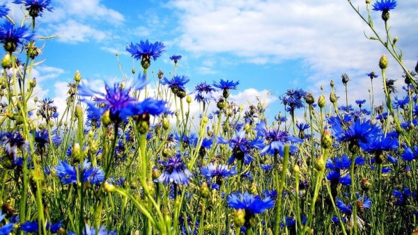 Лен Луговой