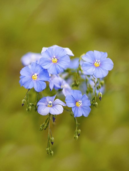 Поле с ромашками и васильками