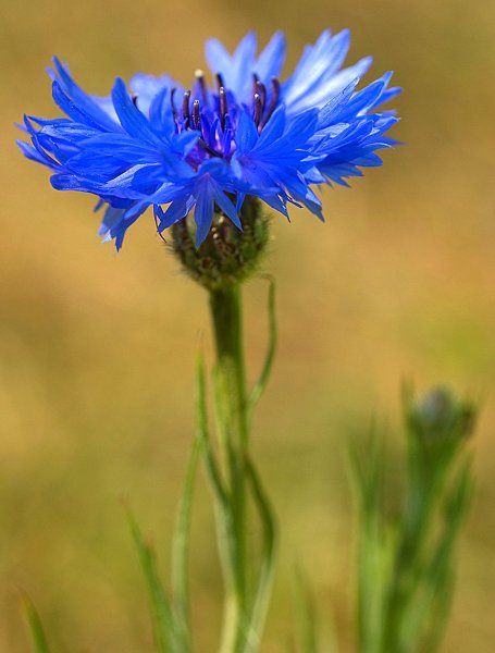 Василек цельнолистный