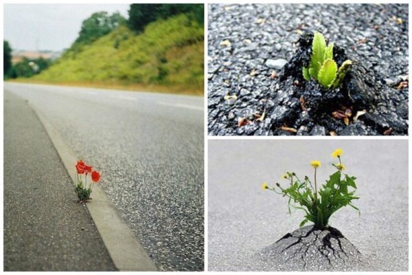 Воруют цветы с клумбы