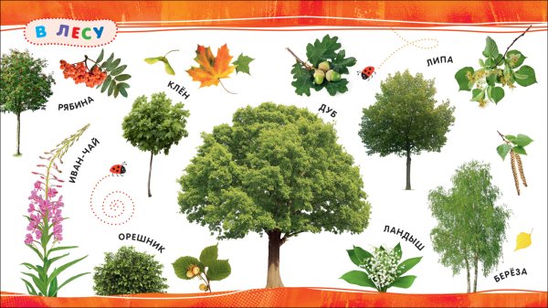 Деревья и кустарники для дошкольников