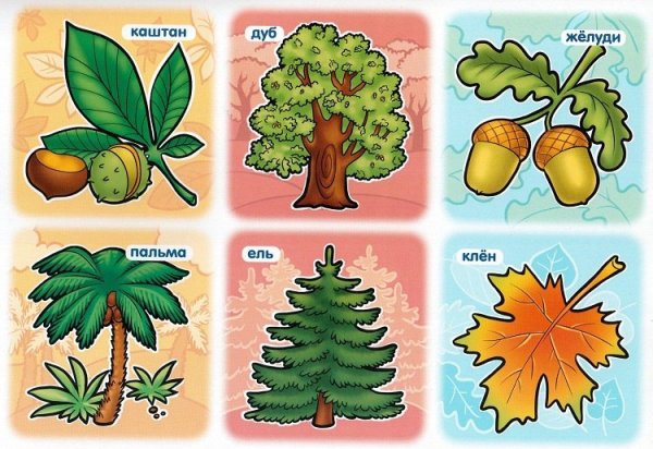 Карточки растения для детей