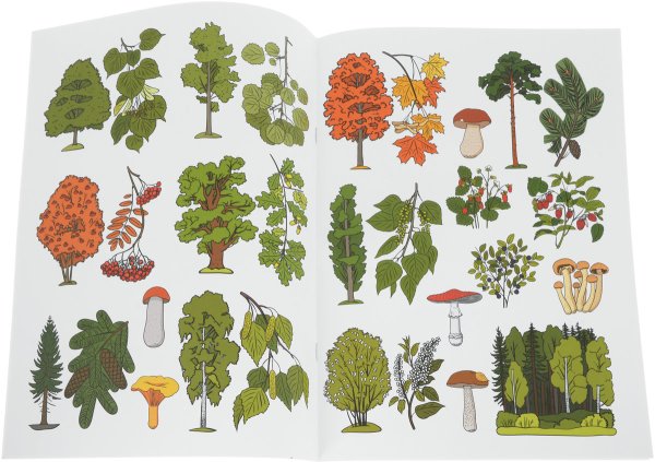 Растения леса для детей