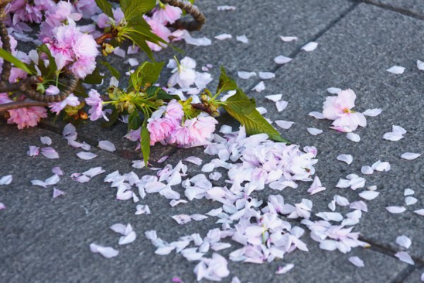 Топтать цветы