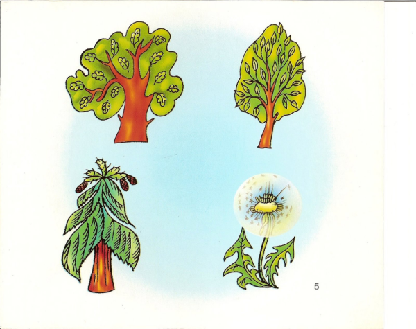 Игра четвертый лишний дуб из цветов