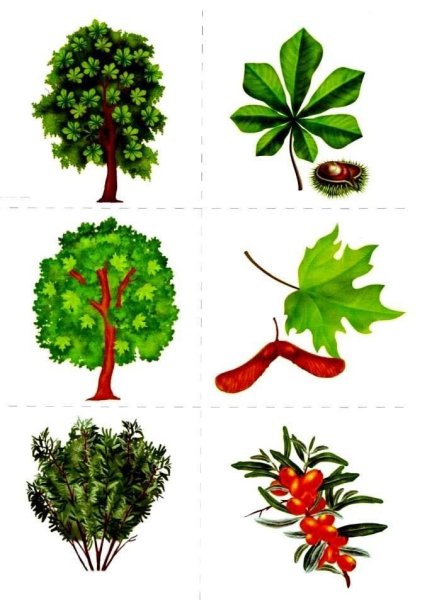 Дидактическая игра деревья и кустарники