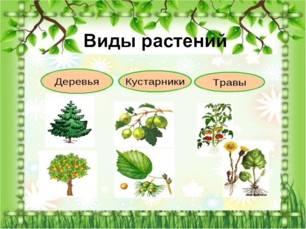 Деревья кустарники травы для дошкольников