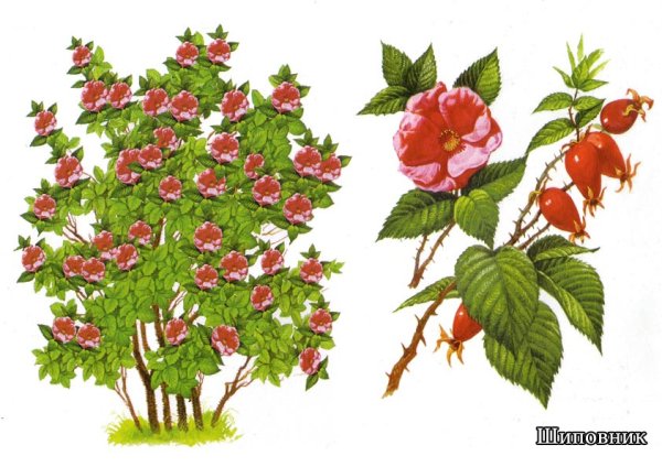 Шиповник кустарник