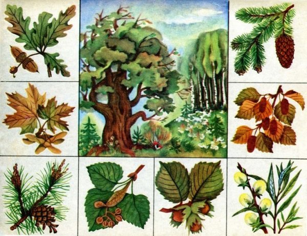 Лото «в мире растений»