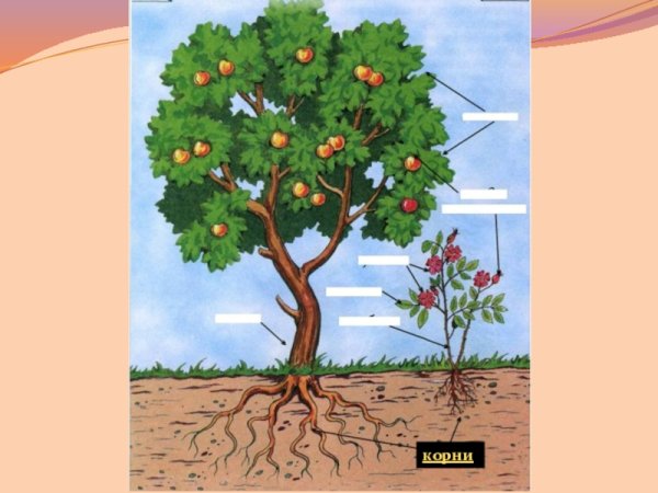 Строение дерева