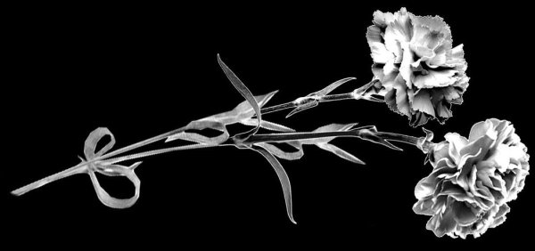 Гвоздики для гравировки на памятник