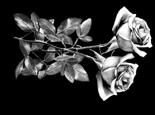 Памятные розы