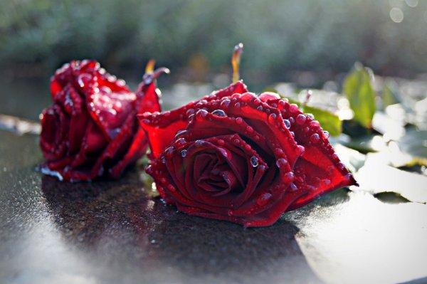 Розы на памятник