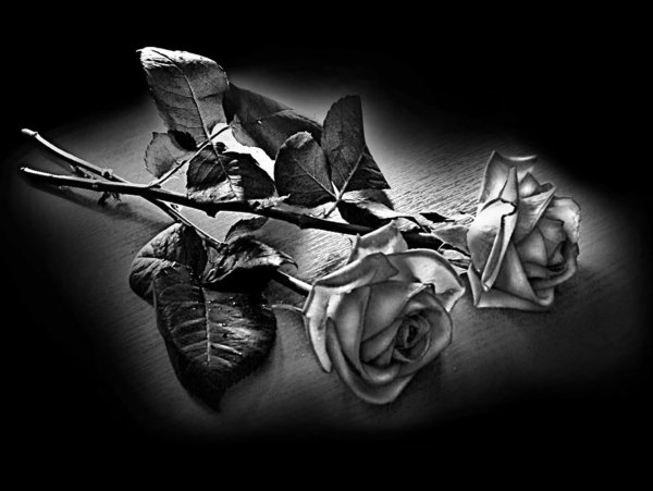 Ветка гвоздики