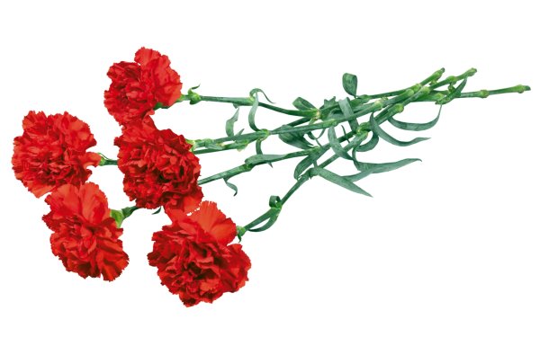 Розы для гравировки