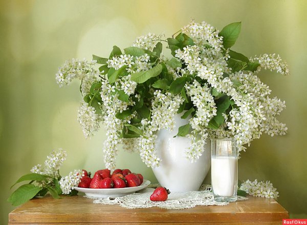 Букет черемухи