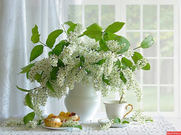 Утро черемуха