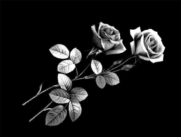 Розы для гравировки на памятниках