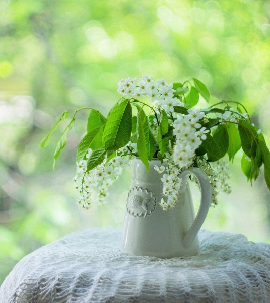 Весна черемуха