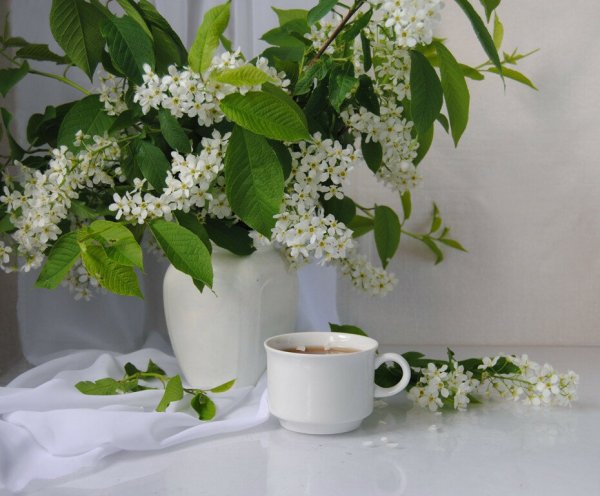 Черёмуха душистая букет