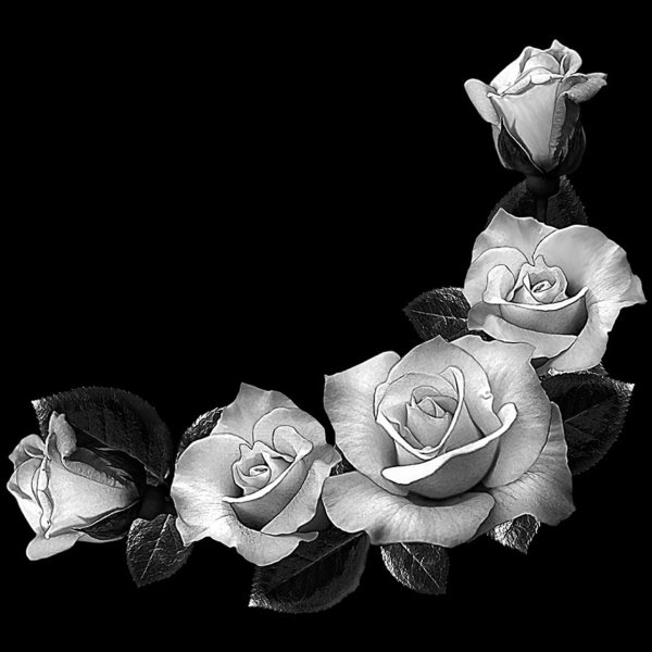 Розы для гравировки на памятниках