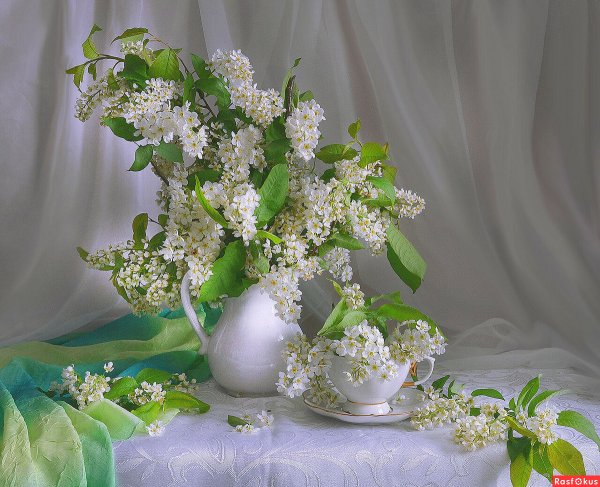 Фотонатюрморты с сиренью Сергея Алексеева