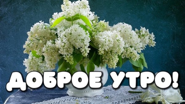 Открытки доброе утро с черемухой