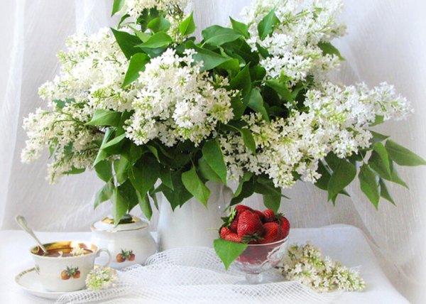 Ландыш сирень Жасмин