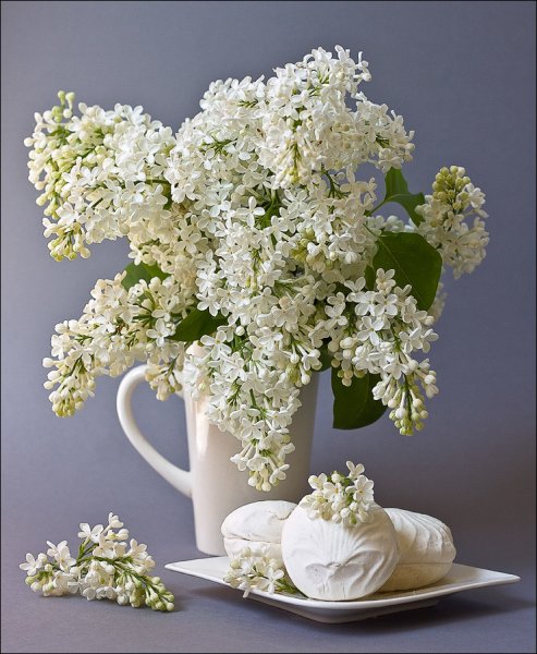 Белая сирень в вазе