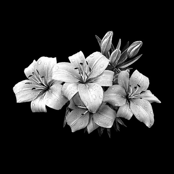 Розы с черной лентой