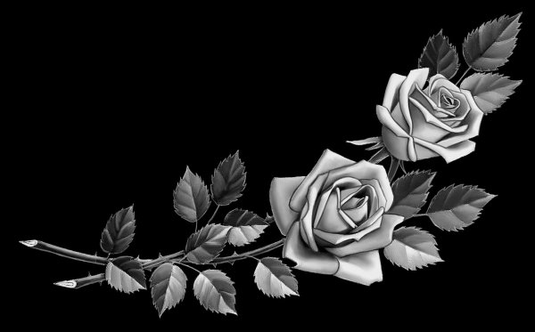 Гвоздики на белом фоне