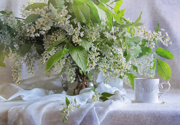 Букет черемухи