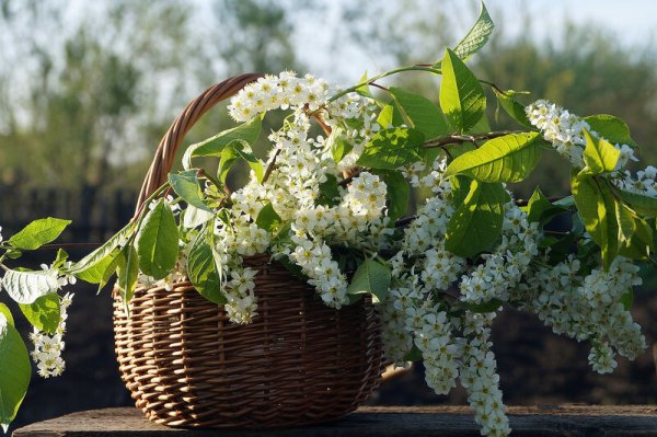 Черёмуха душистая букет