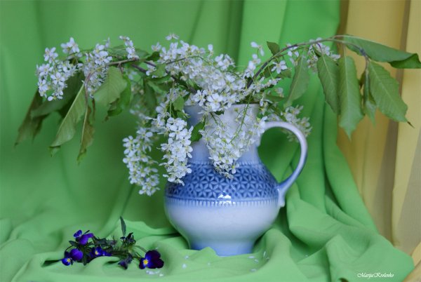 Черемуха в вазе